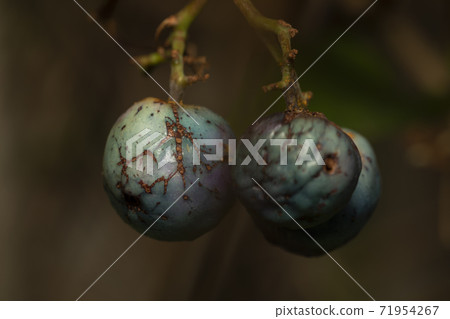 No grape fruit 71954267