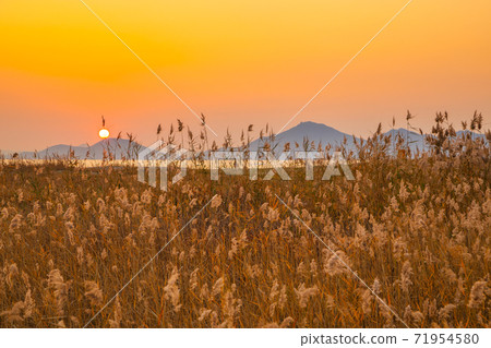 Dadaepo Beach park reed field sunset scenery at autumn in Busan, Korea Dadaepo Beach park reed field sunset scenery at autumn in Busan, Korea 71954580