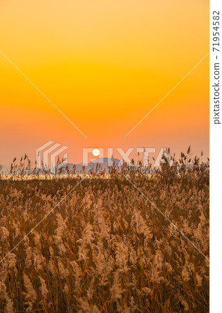 Dadaepo Beach park reed field sunset scenery at autumn in Busan, Korea Dadaepo Beach park reed field sunset scenery at autumn in Busan, Korea 71954582