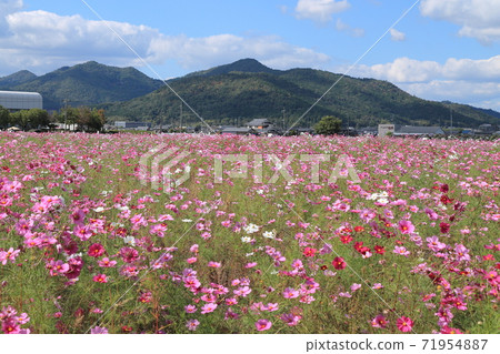 龜岡宇宙場 71954887