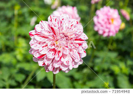 Dahlia [Cultivar: Fragment of Stars] 71954948
