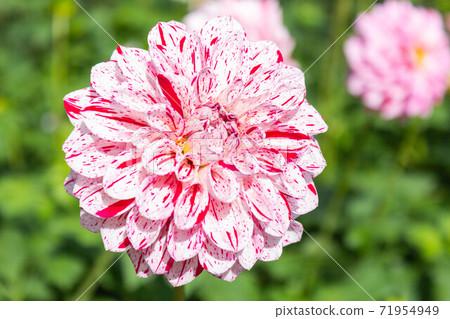 達莉亞（Variety：Star Fragment） 71954949