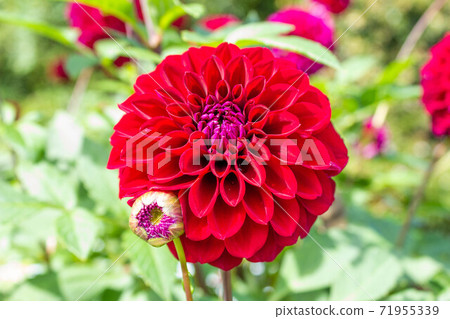 Dahlia [Cultivar: Night Pearl] 71955339