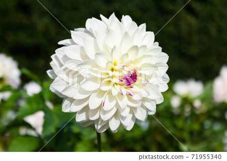 Dahlia [Cultivar: Pochopin] 71955340