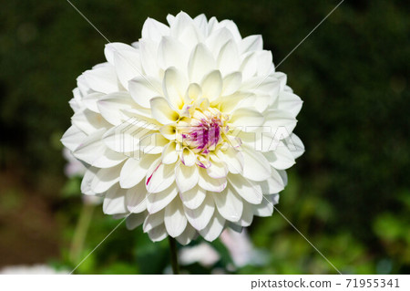 Dalia [品種：Pochopin] 71955341