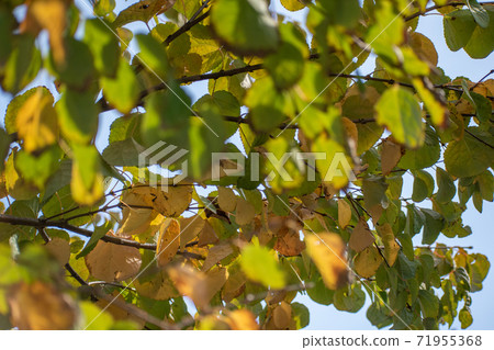 Wig tree / autumn Wig tree / autumn 71955368