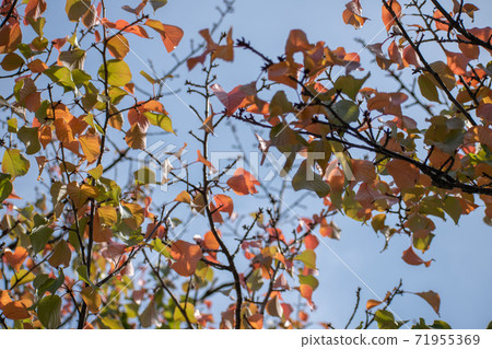 Leaves beginning to color and blue sky Leaves beginning to color and blue sky 71955369