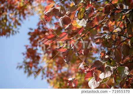 Hanamizuki / Late Autumn Hanamizuki / Late Autumn 71955370