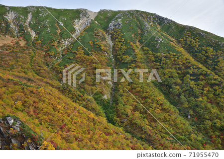 秋葉的Senjyo Kiki捲曲 71955470