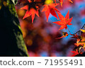 Colored autumn leaves Japanese autumn 71955491