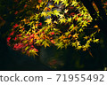 Colored autumn leaves Japanese autumn 71955492