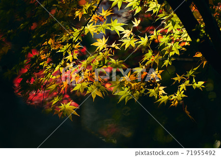 Colored autumn leaves Japanese autumn 71955492