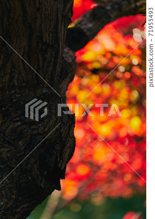 Colored autumn leaves Japanese autumn 71955493