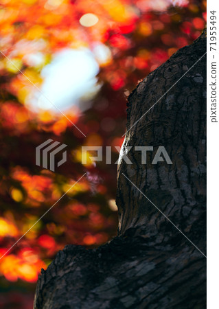 Colored autumn leaves Japanese autumn 71955494