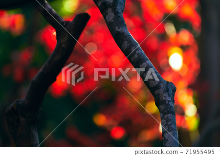 Colored autumn leaves Japanese autumn Colored autumn leaves Japanese autumn 71955495