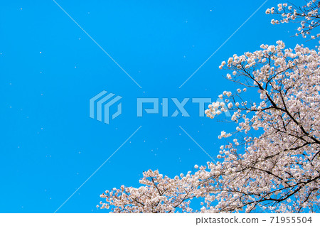 暴風雪(藍天背景) 暴風雪(藍天背景) 71955504