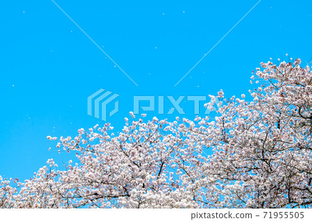 暴風雪(藍天背景) 暴風雪(藍天背景) 71955505