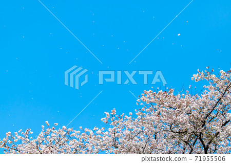 暴風雪（藍天背景） 71955506