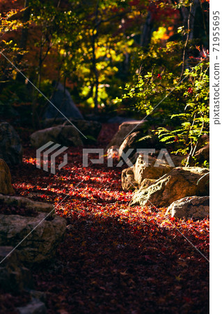 落葉在深秋的日本秋天 71955695