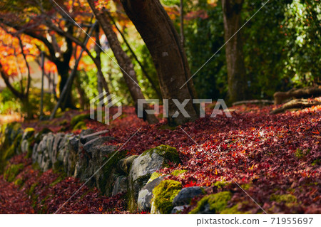 落葉在深秋的日本秋天 71955697