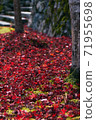 Deciduous leaves in late autumn Japanese autumn 71955698