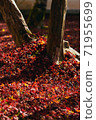 Deciduous leaves in late autumn Japanese autumn 71955699