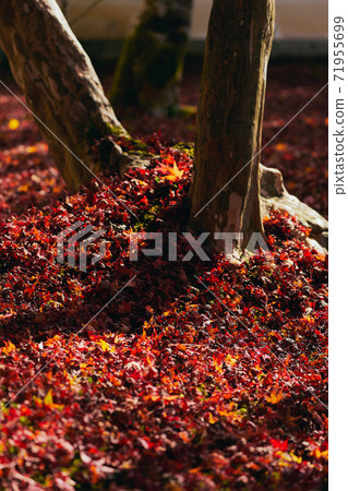落葉在深秋的日本秋天 71955699