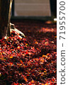 Deciduous leaves in late autumn Japanese autumn 71955700