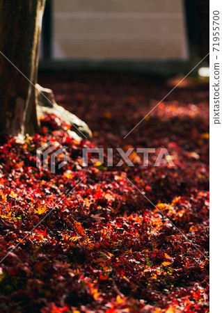 落葉在深秋的日本秋天 71955700