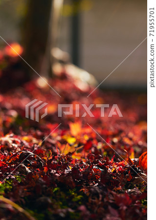 落葉在深秋的日本秋天 71955701