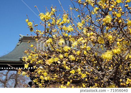 禪寺寺盛開 71956040