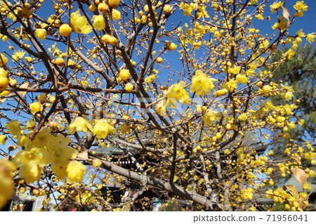 禪寺寺盛開 71956041