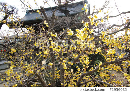 禪寺寺盛開 71956083