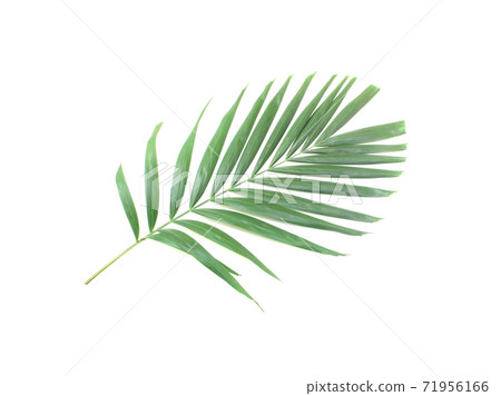 green palm leaf isolated on white background 71956166