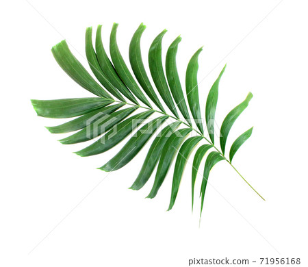 green palm leaf isolated on white background 71956168