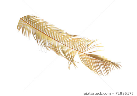 Tropical dry palm leaf isolated on white background 71956175