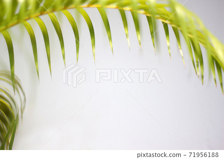 green palm leaf and shadows on a concrete wall white background 71956188