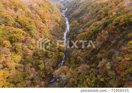 從北海道新信別大橋看的紅葉 71956555