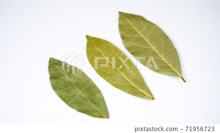 Image of bay leaf Image of bay leaf 71956723