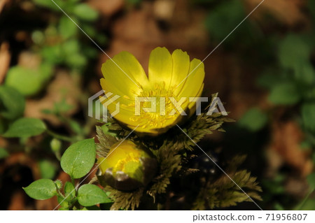 Yellow Boots in Ome Kurihira Village 71956807