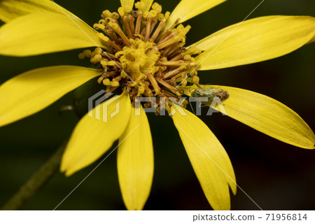 Tsuwabuki flower Kasumi turtle Tsuwabuki flower Kasumi turtle 71956814