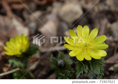 Yellow Boots in Ome Kurihira Village Yellow Boots in Ome Kurihira Village 71957021