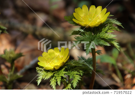 Yellow Boots in Ome Kurihira Village Yellow Boots in Ome Kurihira Village 71957022