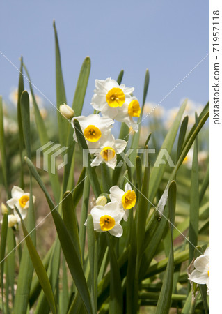Narcissus 71957118