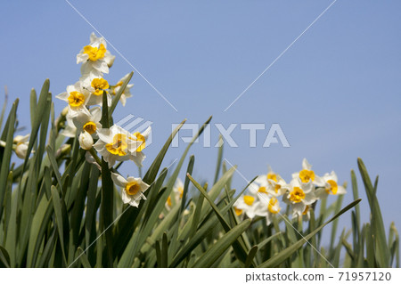 Narcissus Narcissus 71957120