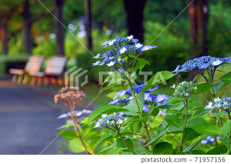 hydrangea   71957156