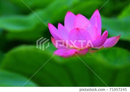 蓮花 蓮花 71957245