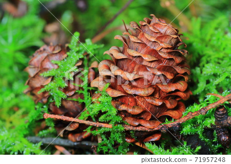 Green moss and pine cones, larch, Komagane plateau 71957248