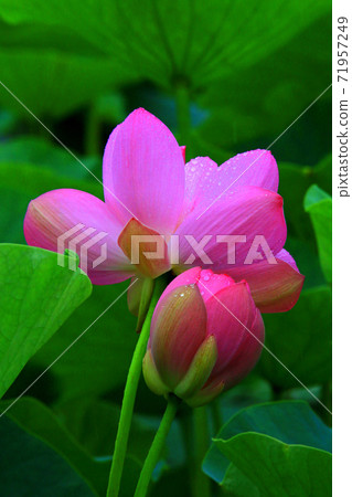 Lotus flower  71957249