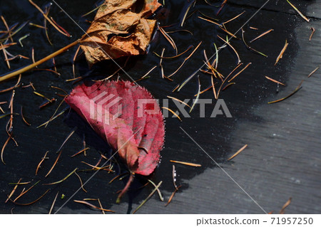 Fallen leaves in a puddle Komagane plateau 71957250